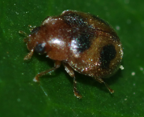 Coccinellidae da identificare